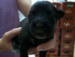 Male Pup (1) - ADOPTED