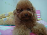 Cookie - Poodle Dog