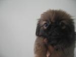 Small Pekingese Puppy - Pekingese Dog