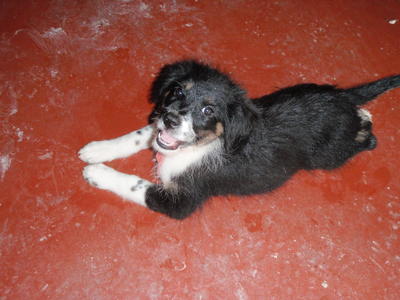 Sisi - Spitz Mix Dog