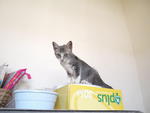 Smokey - Domestic Short Hair + Tabby Cat