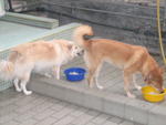 Tito &amp; Fifi - Finnish Spitz Mix Dog