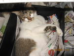 Boboy - Tabby Cat