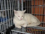 Snowball - Domestic Short Hair Cat