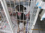 Blossom - Mixed Breed Dog