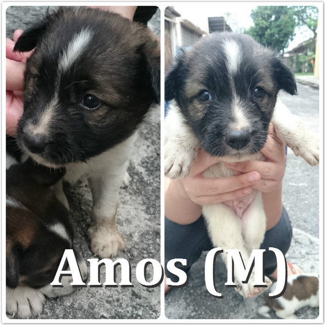 Amos **adopted** - Mixed Breed Dog