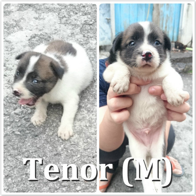 Tenor **adopted** - Mixed Breed Dog