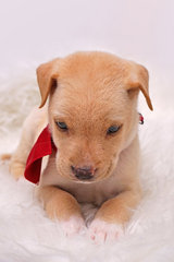 Puppy Love - Mixed Breed Dog