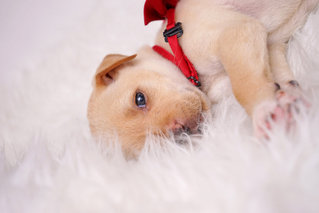 Puppy Love - Mixed Breed Dog