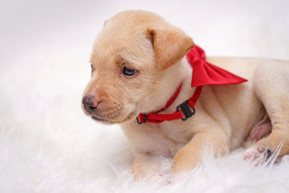 Puppy Love - Mixed Breed Dog