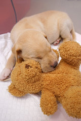 He hugs his toys to sleep after playing