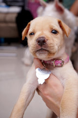 Puppy Love - Mixed Breed Dog