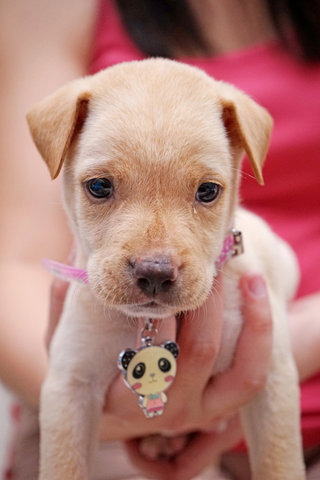 Puppy Love - Mixed Breed Dog