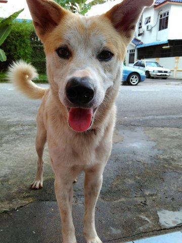 Lovebie - Mixed Breed Dog