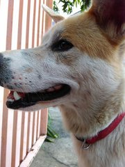 Lovebie - Mixed Breed Dog