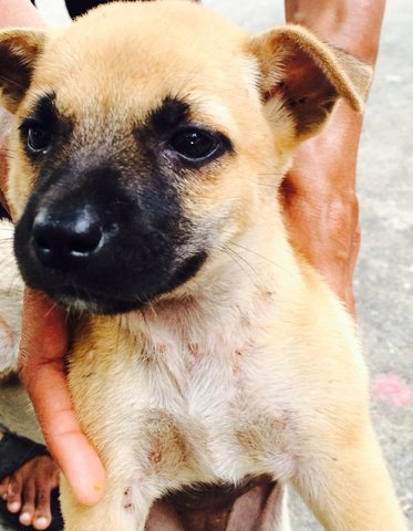 Brown Pups  - Mixed Breed Dog