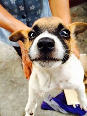 Brown Pups  - Mixed Breed Dog