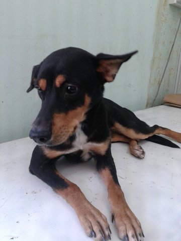 Orkim - Doberman Pinscher Mix Dog