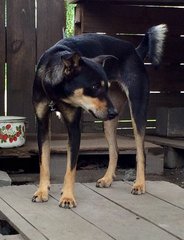 Dobbin - Doberman Pinscher Mix Dog