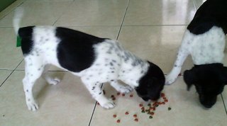 Black &amp; White - Mixed Breed Dog