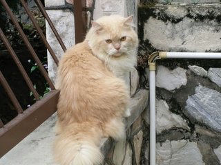 Oscar - Persian Cat