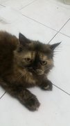 Ellie - Persian Cat