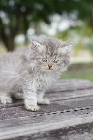 Diya - Persian Cat