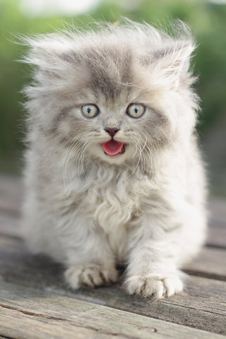 Niya - Persian Cat