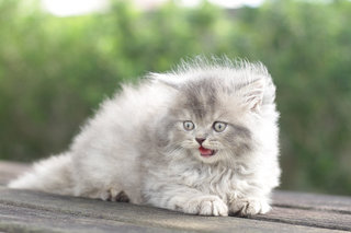 Niya - Persian Cat