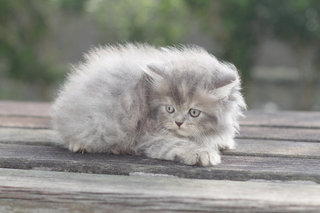 Niya - Persian Cat