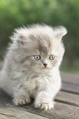 Niya - Persian Cat