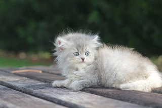 Ziya - Persian Cat