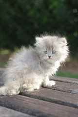 Ziya - Persian Cat