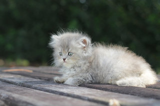 Ziya - Persian Cat