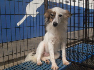 D88(081115) - Shetland Sheepdog Sheltie Mix Dog