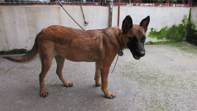 D119(070915) - Mixed Breed Dog