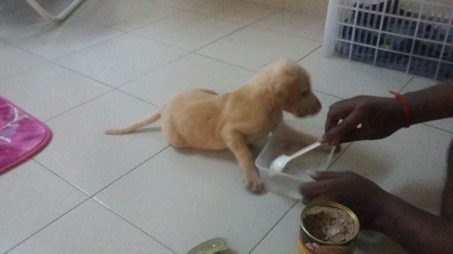 Brownie(Puppy) - Labrador Retriever Dog