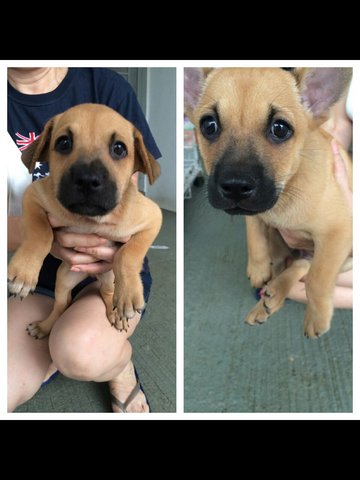 Pup 1 And 2 - Mixed Breed Dog