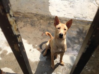 Super Lovely Small Eyed Miko 😄 - Mixed Breed Dog