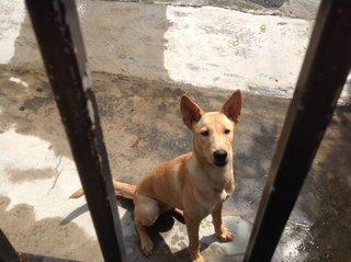 Super Lovely Small Eyed Miko 😄 - Mixed Breed Dog