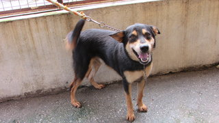 D216(141214) - Mixed Breed Dog