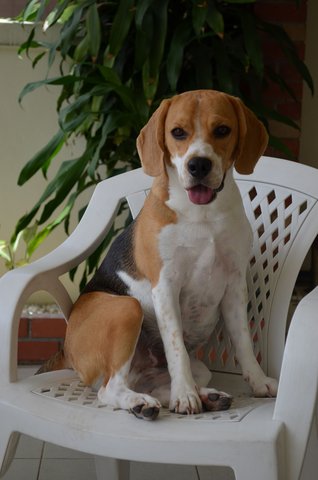 Doogie - Beagle Dog