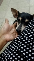 Rox - Miniature Pinscher Dog