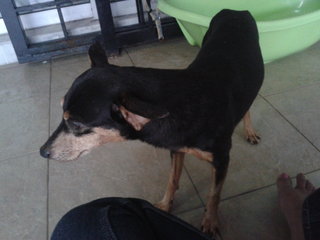 Rox - Miniature Pinscher Dog