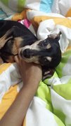 Rox - Miniature Pinscher Dog