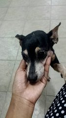 Rox - Miniature Pinscher Dog