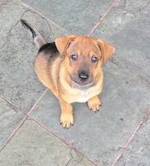 PF73109 - Mixed Breed Dog