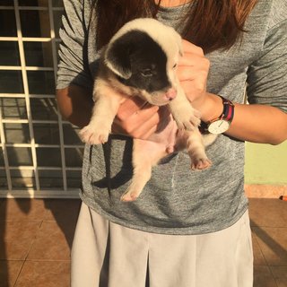 Baby of the Litter - So adorable!