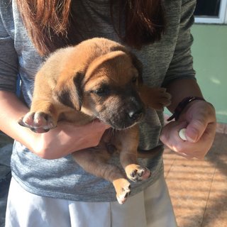 Big Sister - Only Brown Puppy!