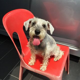 Daphne - Schnauzer Dog